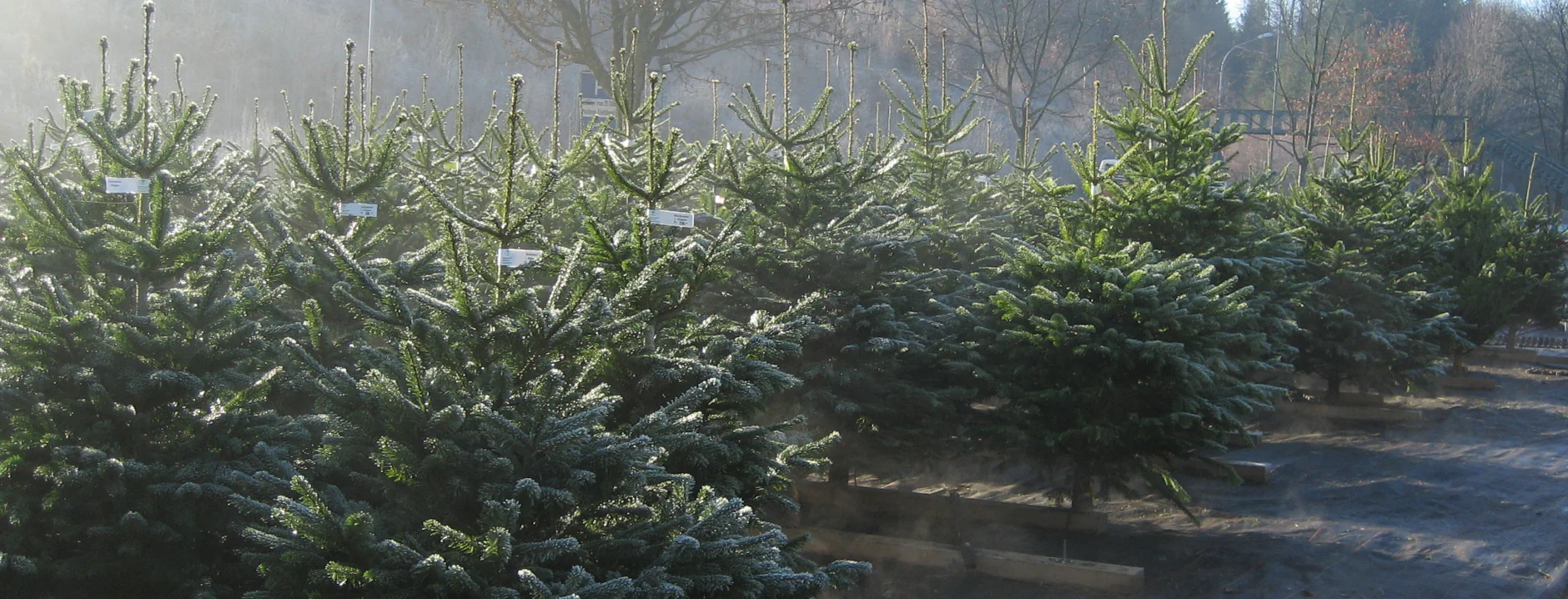 SLIDER_Weihnachtsbaum_Verkaufsplatz_Tannenparadies_Easyfix_7_1880x720_d05ba998-43f9-4fd6-b13f-f30f2ef709dd