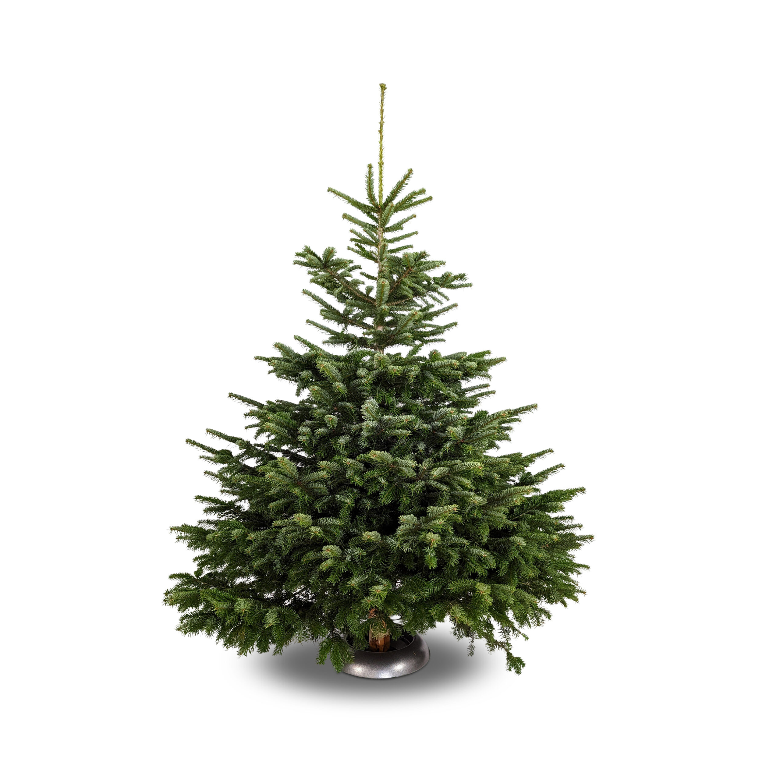 Weihnachtsbaum ohne Schmuck